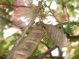 Albizia julibrissin pods
